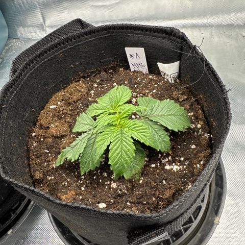 Mimosa Evo #1 growlog photo: Umgetopft 5 ltr, licht 75%