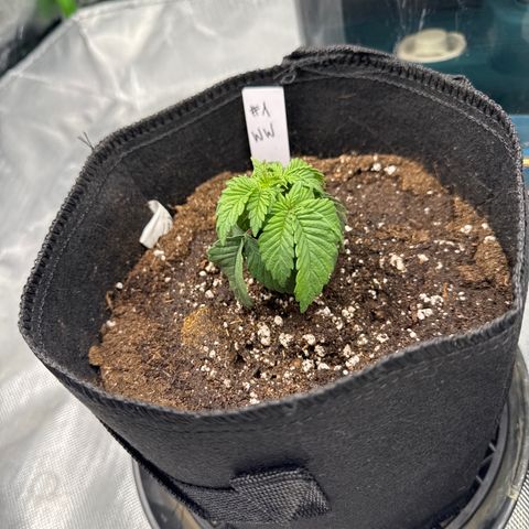 White Widow XXL #1 growlog photo: Umgetopft 5 ltr, licht 75%