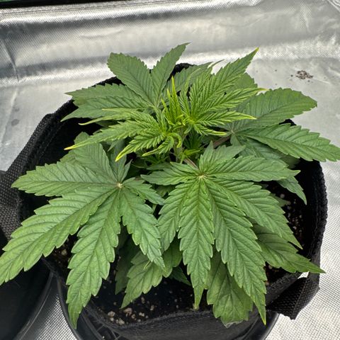 Mimosa Evo #1 growlog photo: Gedüngt Hesi Schema wachstum