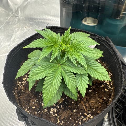 White Widow XXL #1 growlog photo: Gedüngt Hesi Schem Wachstum