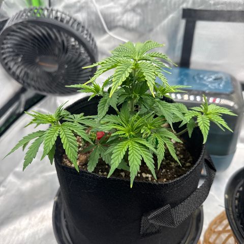 Mimosa Evo #1 growlog timeline photo
