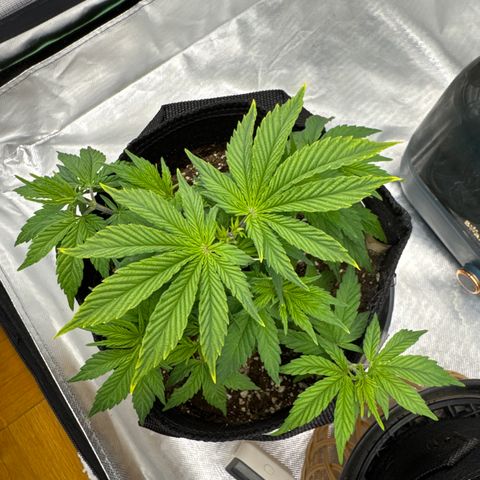 Mimosa Evo #1 growlog timeline photo