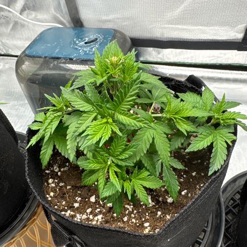 White Widow XXL #1 growlog timeline photo
