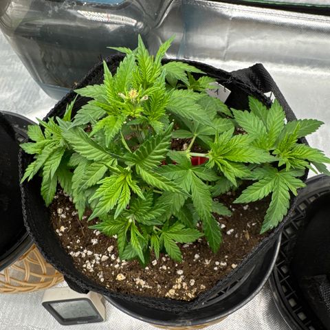 White Widow XXL #1 growlog timeline photo