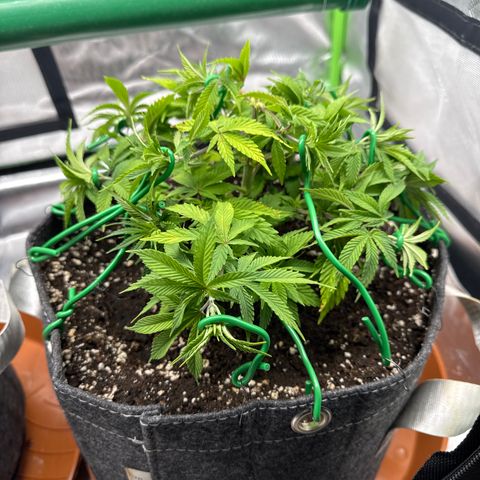 Mimosa Evo #1 growlog timeline photo