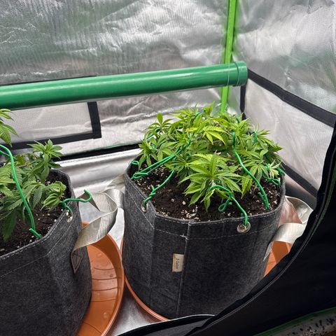 Mimosa Evo #1 growlog timeline photo