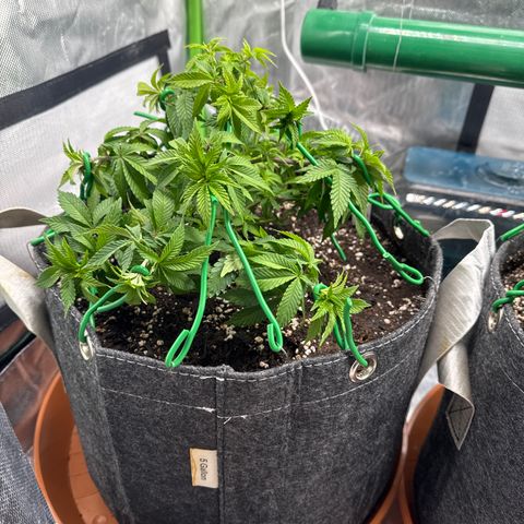 White Widow XXL #1 growlog timeline photo