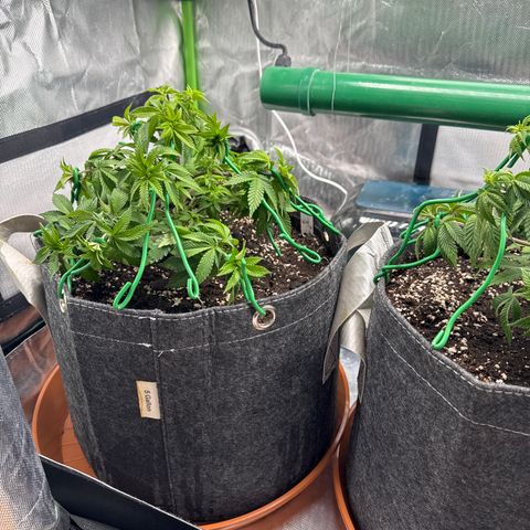 White Widow XXL #1 growlog timeline photo