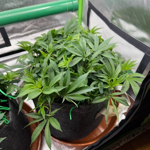 Mimosa Evo #1 growlog timeline photo