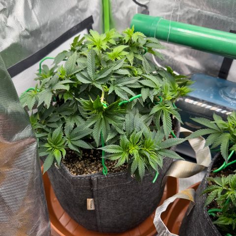 White Widow XXL #1 growlog timeline photo