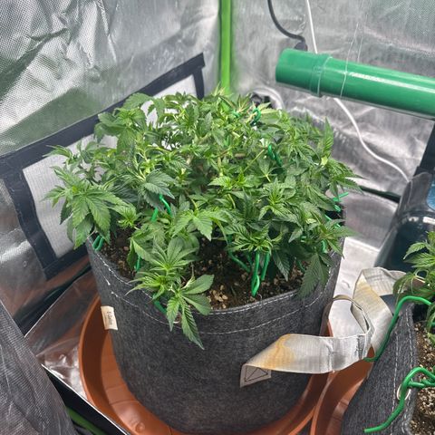 White Widow XXL #1 growlog timeline photo