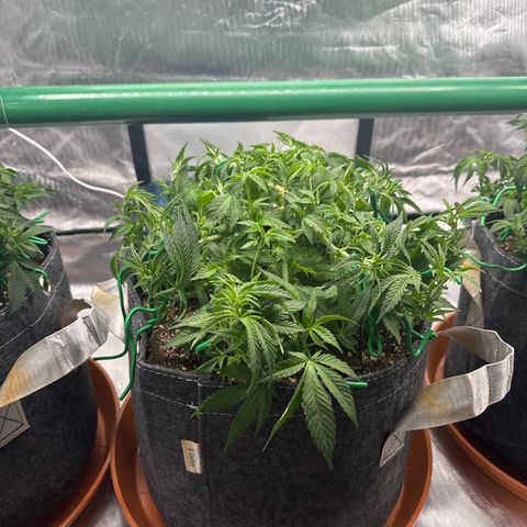 Mimosa Evo #1 growlog timeline photo