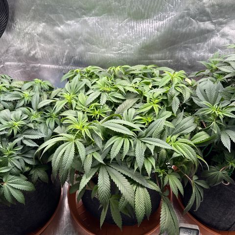 Mimosa Evo #1 growlog timeline photo