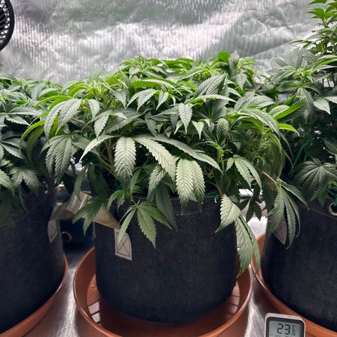 Mimosa Evo #1 growlog timeline photo
