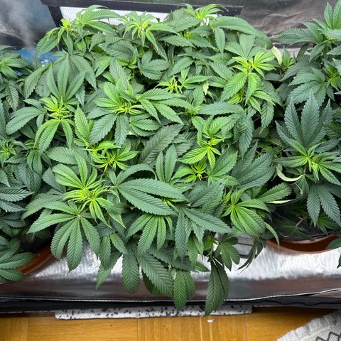 Mimosa Evo #1 growlog timeline photo