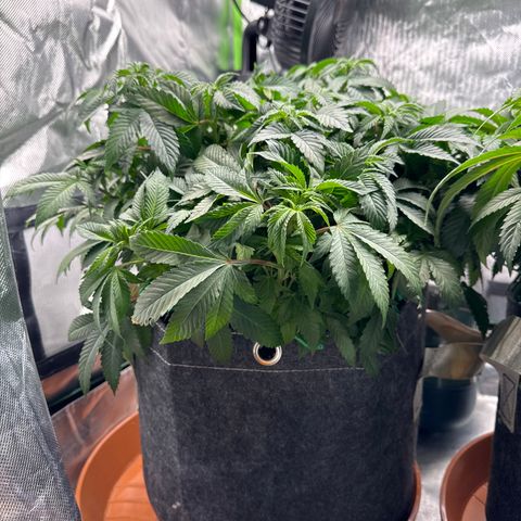 White Widow XXL #1 growlog timeline photo