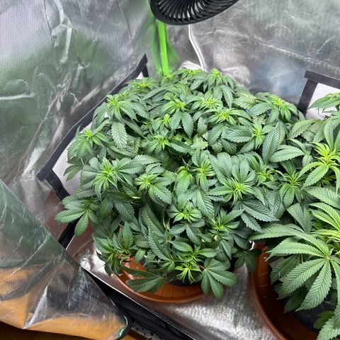 White Widow XXL #1 growlog timeline photo