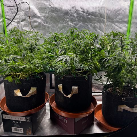 Mimosa Evo #1 growlog photo: Entlaubt 2 Tage vor Umstellung auf Blüte, training gelockert, triebe nochmals runtergebunden um mehr licht zwischen die triebe zu bekommen