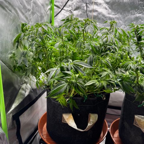 Mimosa Evo #1 growlog timeline photo