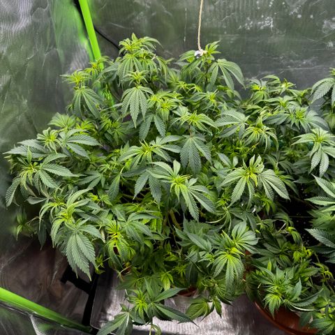 Mimosa Evo #1 growlog timeline photo