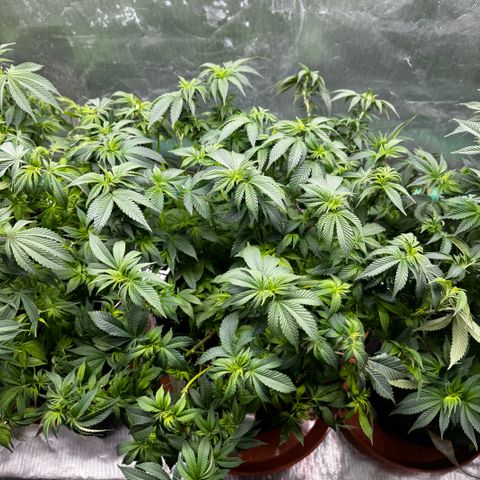 White Widow XXL #1 growlog timeline photo