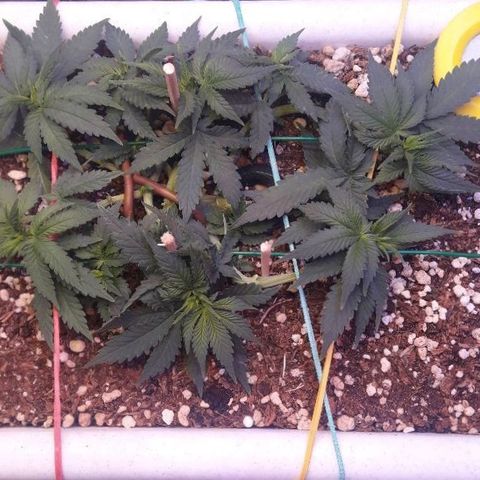 Красотка growlog timeline photo