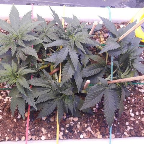 Красотка growlog timeline photo