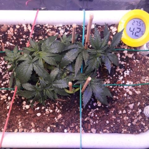 Красотка growlog timeline photo