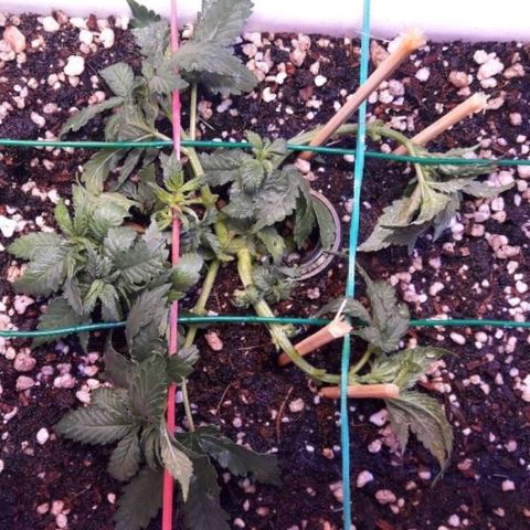Красотка growlog timeline photo