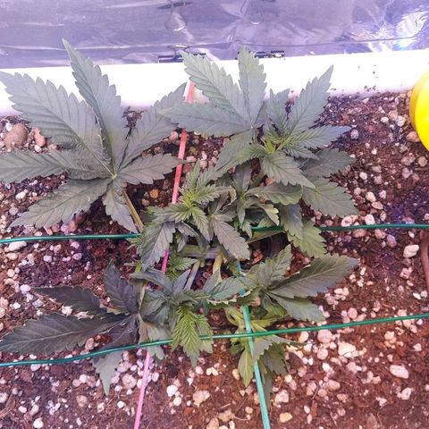 Красотка growlog timeline photo