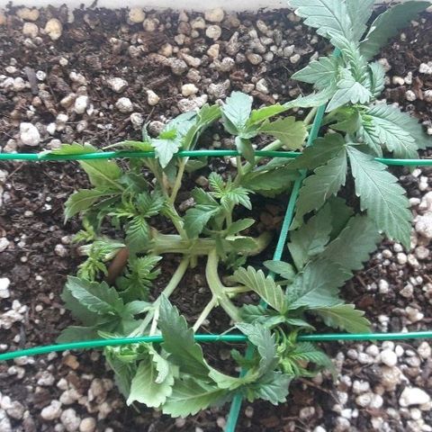 Красотка growlog timeline photo
