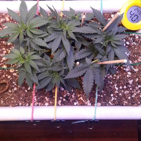 Красотка growlog timeline photo