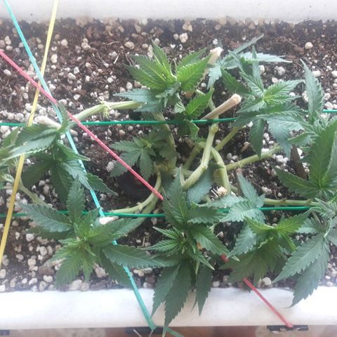 Красотка growlog timeline photo