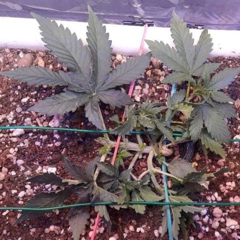 Красотка growlog timeline photo