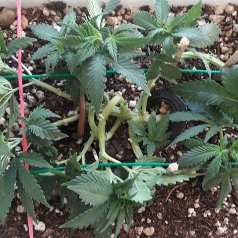 Красотка growlog timeline photo