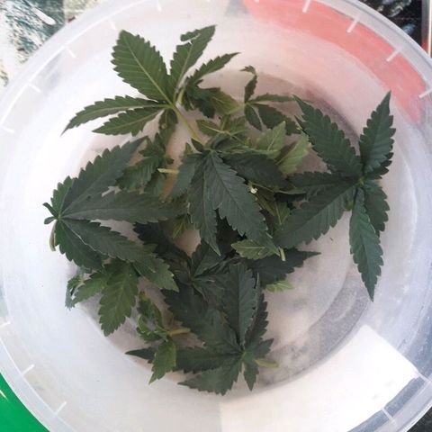 Красотка growlog timeline photo