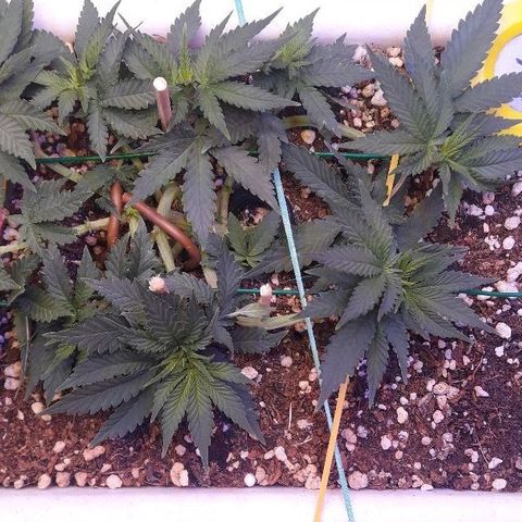 Красотка growlog timeline photo