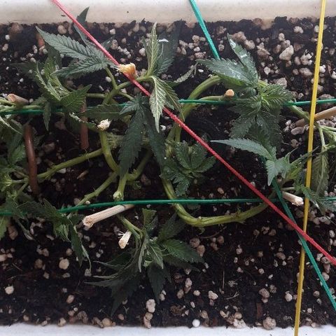 Красотка growlog timeline photo