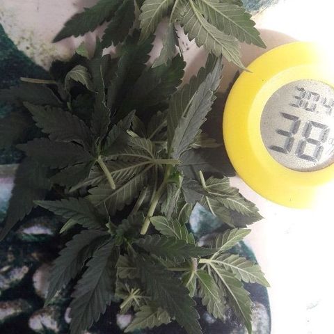 Красотка growlog timeline photo