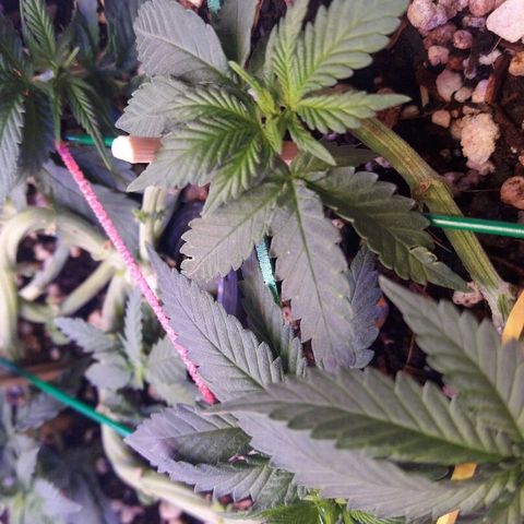 Красотка growlog timeline photo