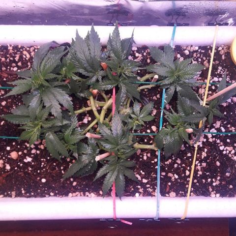 Красотка growlog timeline photo