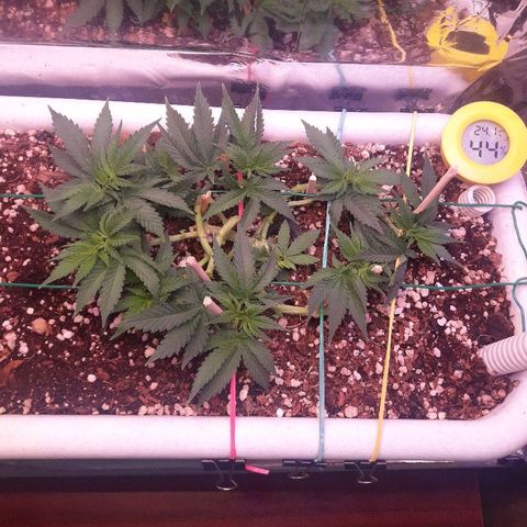 Красотка growlog timeline photo