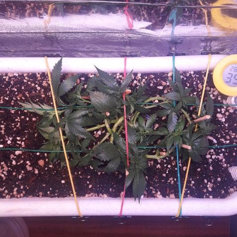 Красотка growlog timeline photo