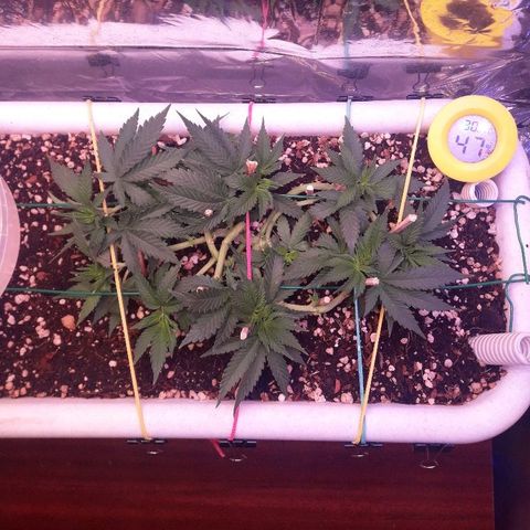 Красотка growlog timeline photo