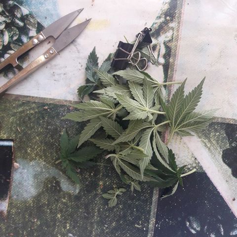 Красотка growlog timeline photo