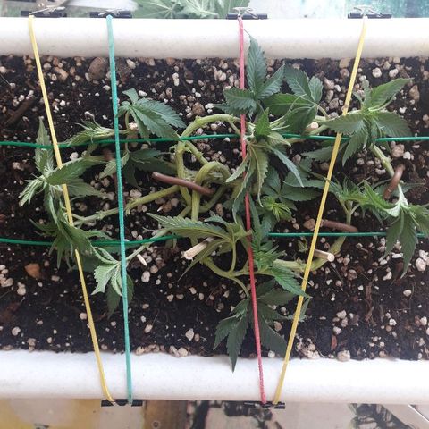 Красотка growlog timeline photo