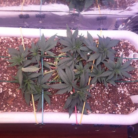 Красотка growlog timeline photo