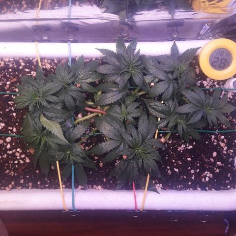 Красотка growlog timeline photo