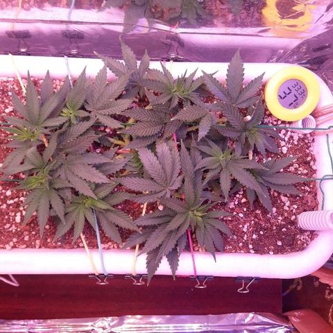 Красотка growlog timeline photo