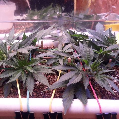 Красотка growlog timeline photo